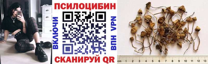 купить  сайты  Сафоново  Галлюциногенные грибы Psilocybine cubensis 